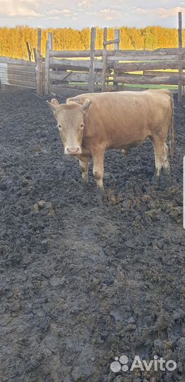 Бычки корова козы баранины