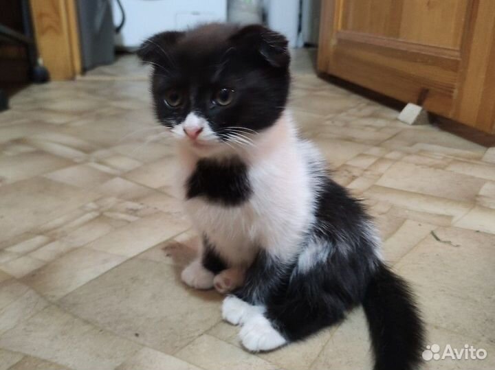 Отдам котят