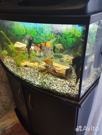 Аквариум с рыбками