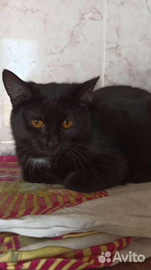 Молоденькая кошечка