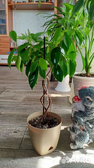 Комнатные цветы