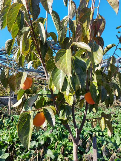 Участок 40 сот. (СНТ, ДНП)