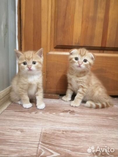 Шотландские вислоухие прямоухие котята