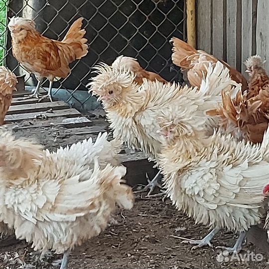 Петухи породы падуан