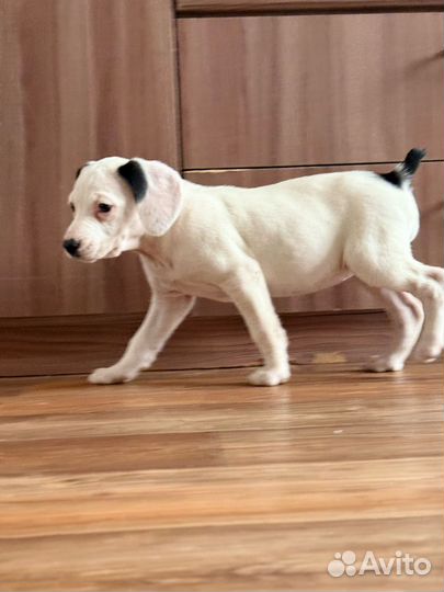 Щенок метис