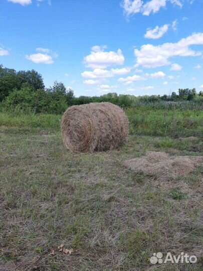 Сено в рулонах
