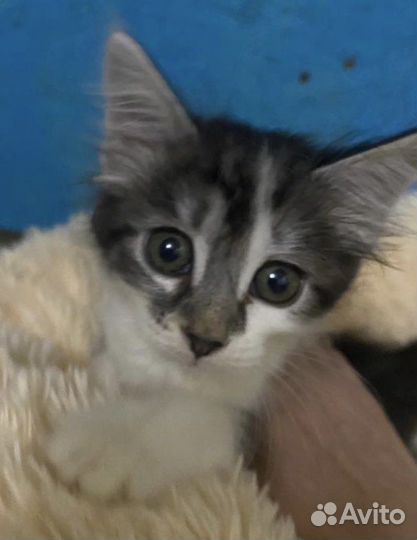 Котенок Люсенька