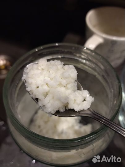 Тибетский молочный гриб