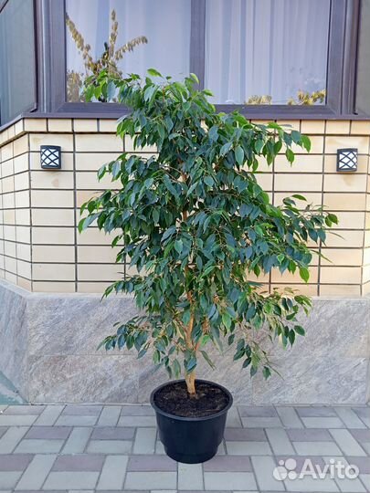 Фикус бенджамина