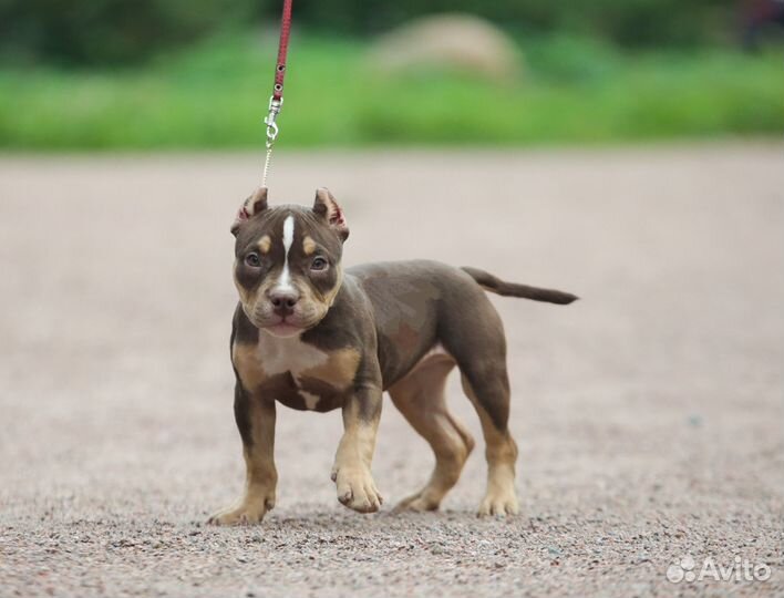 Барби щенок Булли