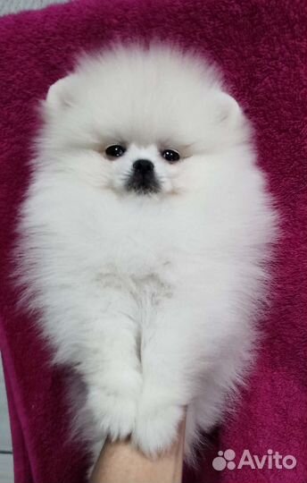 Мини девочка и мальчик