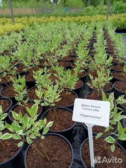 Дерен белый 