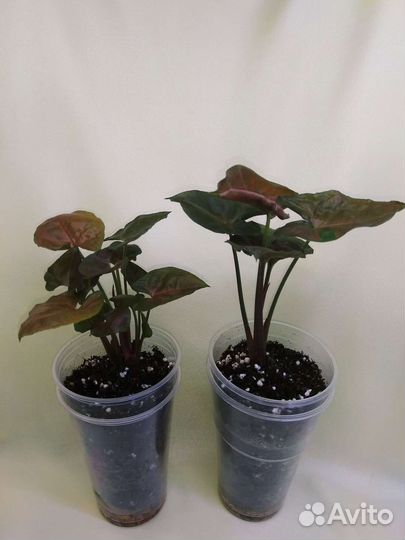 Сингониумы