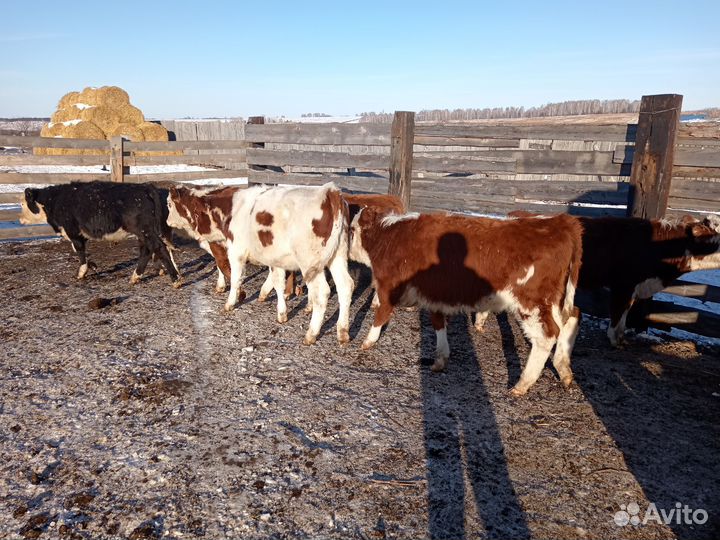 Тёлочки на племя