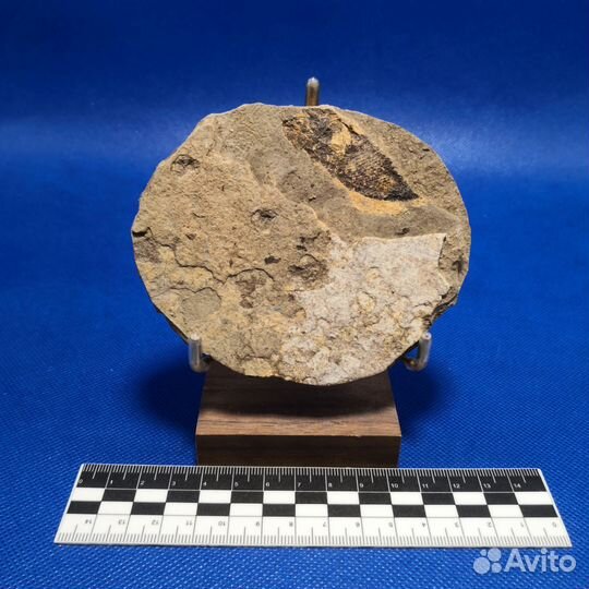 Отпечаток рыбы, 300-350 млн лет