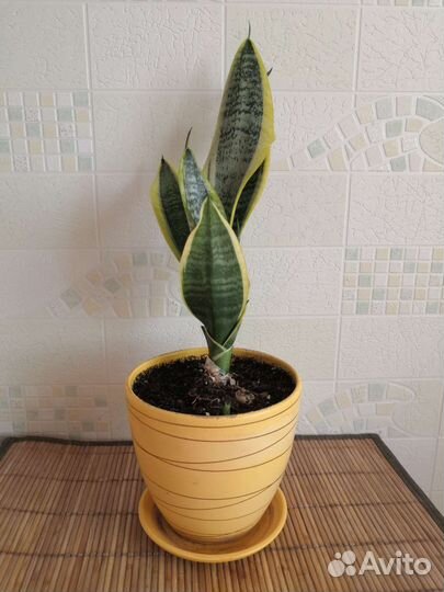 Сансевиерия