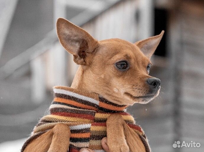 Кастрированный кобелёк