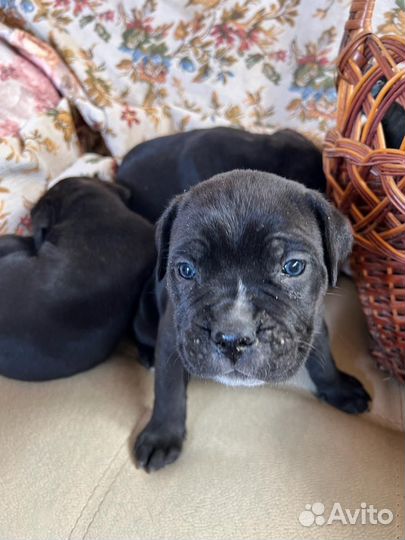 Щенки кане Корсо