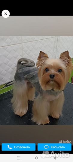 Маленькая собака