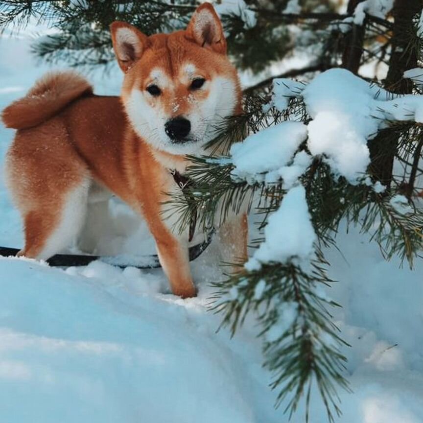 Вязка Сиба ину