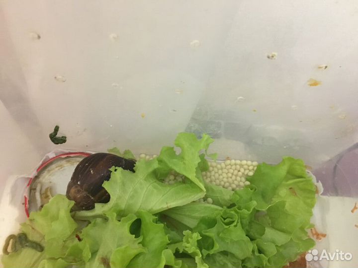 Улитки ахатины