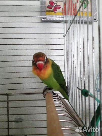 Попугай неразлучники