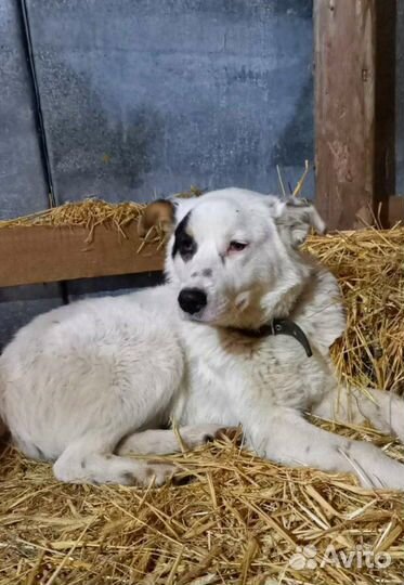 Ищу хозяев молодому кобельку