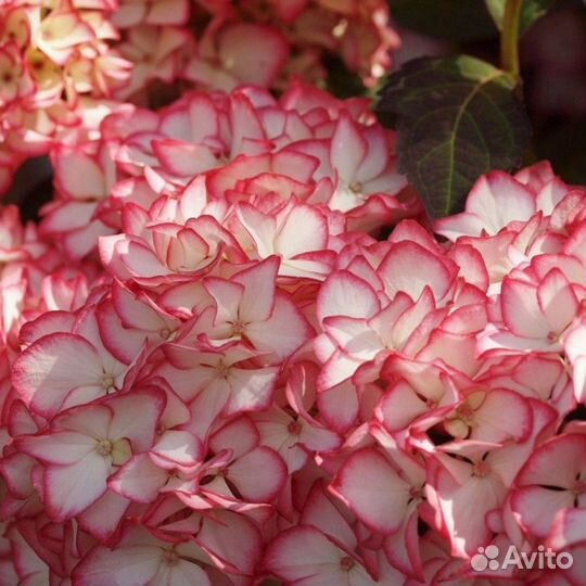 Миррей крупнолистная гортензия