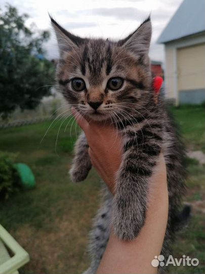 Котята
