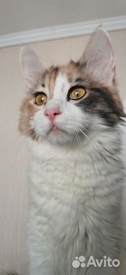 Очень красивая киса кошка в дар