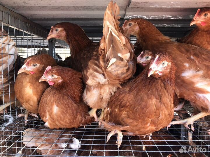 Куры несушки