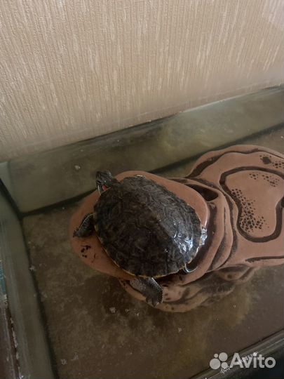 Отдам черепашку бесплатно