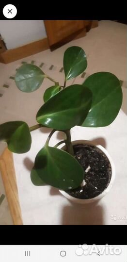 Хлорофитум и другие цветы