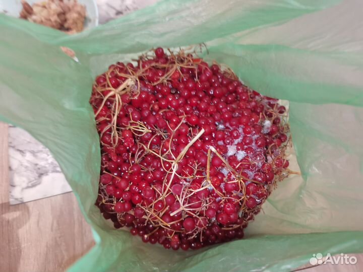 Калина красная