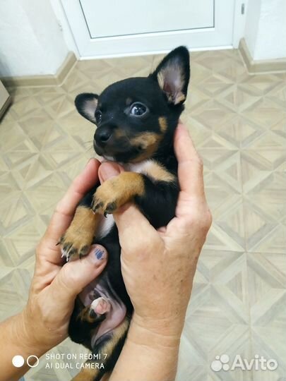 Мини той-терьер щенки