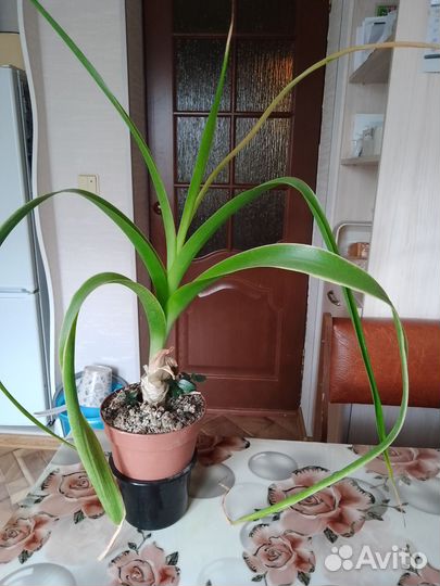Индийский лук