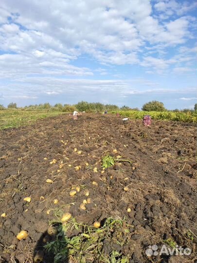 Картофель домашний