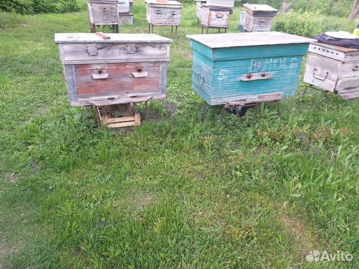 Улей с пчелами