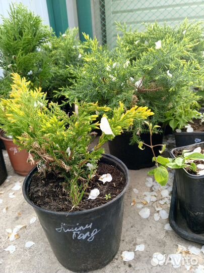 Саженцы хвойных растений