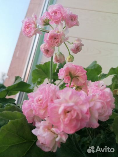 Пеларгония та Эммануэль