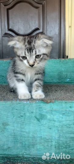 Котята в добрые руки бесплатно