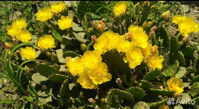 Кактус Опунция