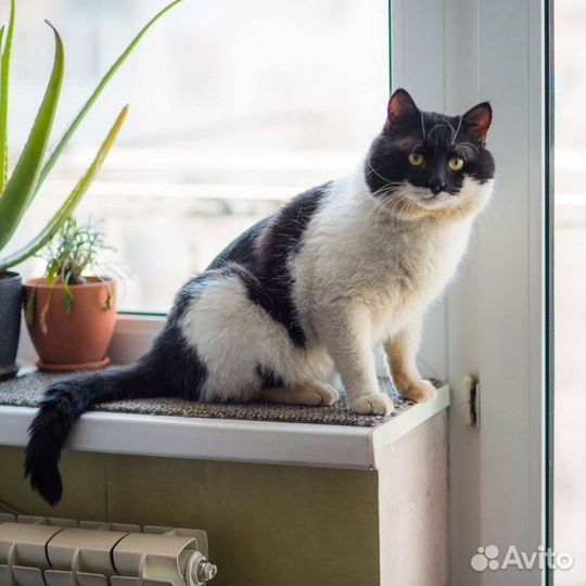 Кот