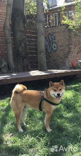 Кобель на вязку. сиба-ину