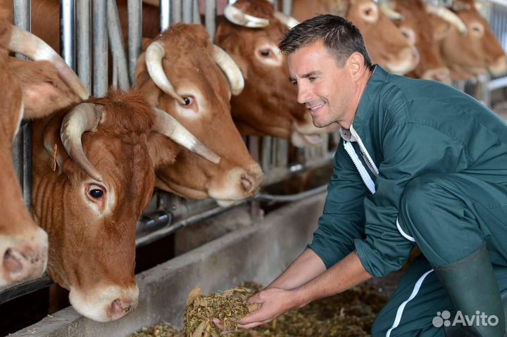 Скотник и доярка :вахта