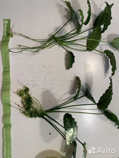 Анубиас аквариумное растение