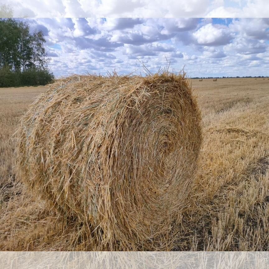 Продам сено в рулонах