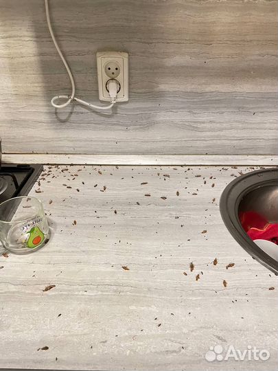 Дезинфекция тараканов, уничтожение клопов