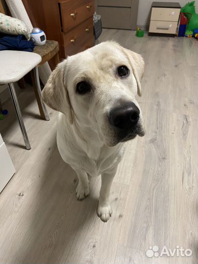 Отдам лабрадора
