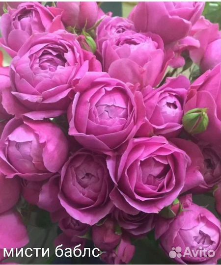 Саженцы роз